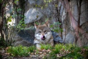 Wolf Discovery Centre